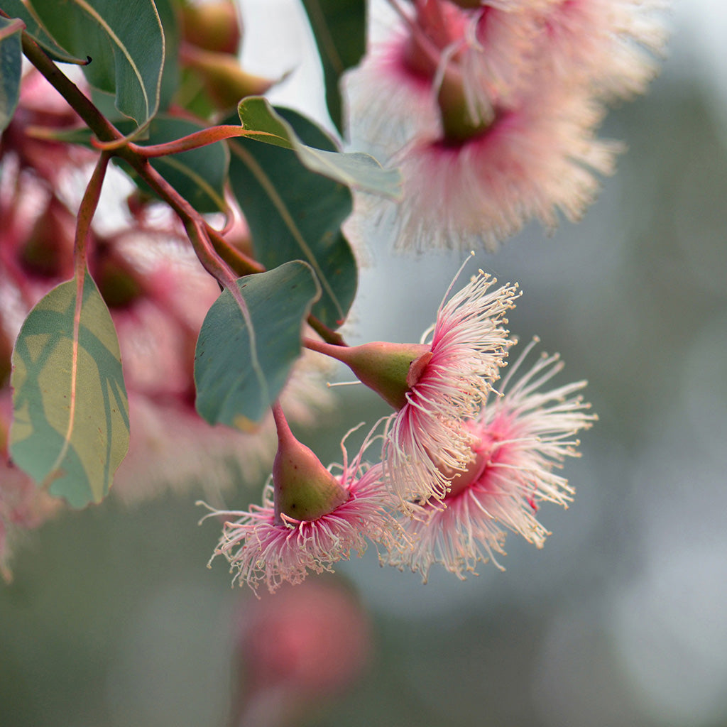 Australian Bushland Apothecary Candle