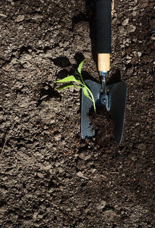 Garden trowel planting a young seedling in rich dark soil