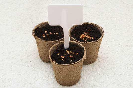 Biodegradable seedling pots filled with soil and seeds