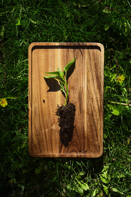 Young plant on a wooden tray resting in green grass